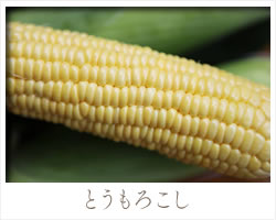 とうもろこし