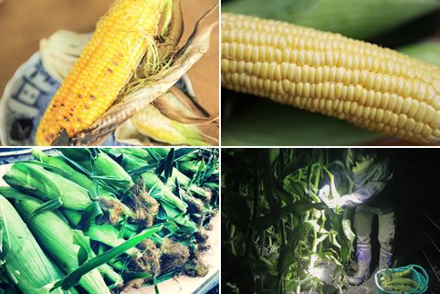 とうもろこし